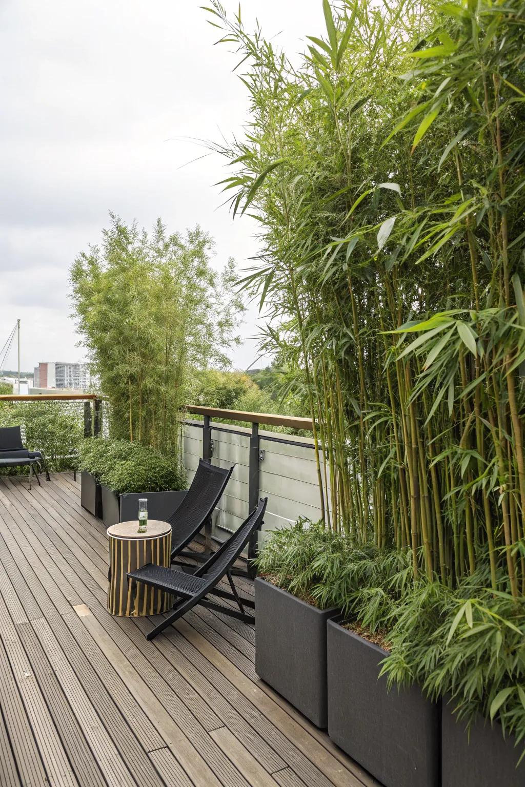 Tall bamboo stalks in vessels offer innate seclusion on a deck.