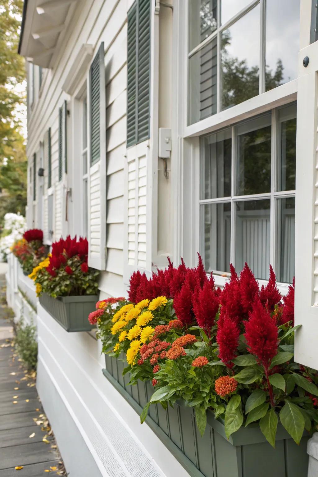 Elegant window boxes with cock's comb enhance curb appeal.