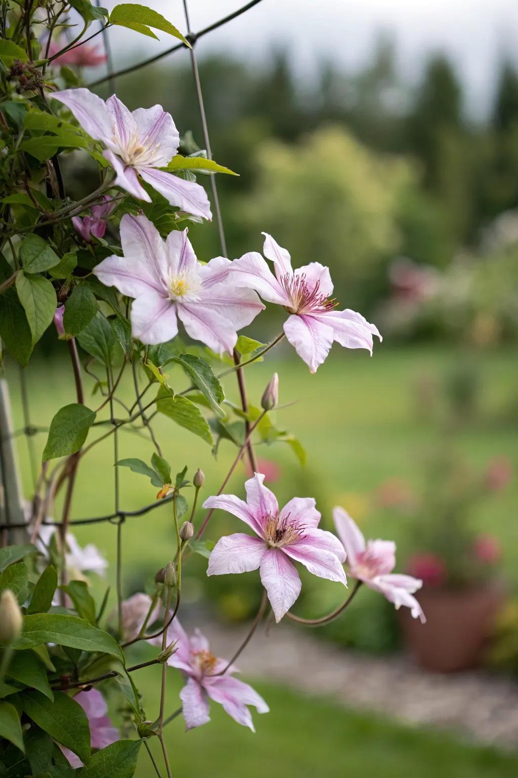An indiscernible trellis crafts the illusion of clematis hovering in mid-air.