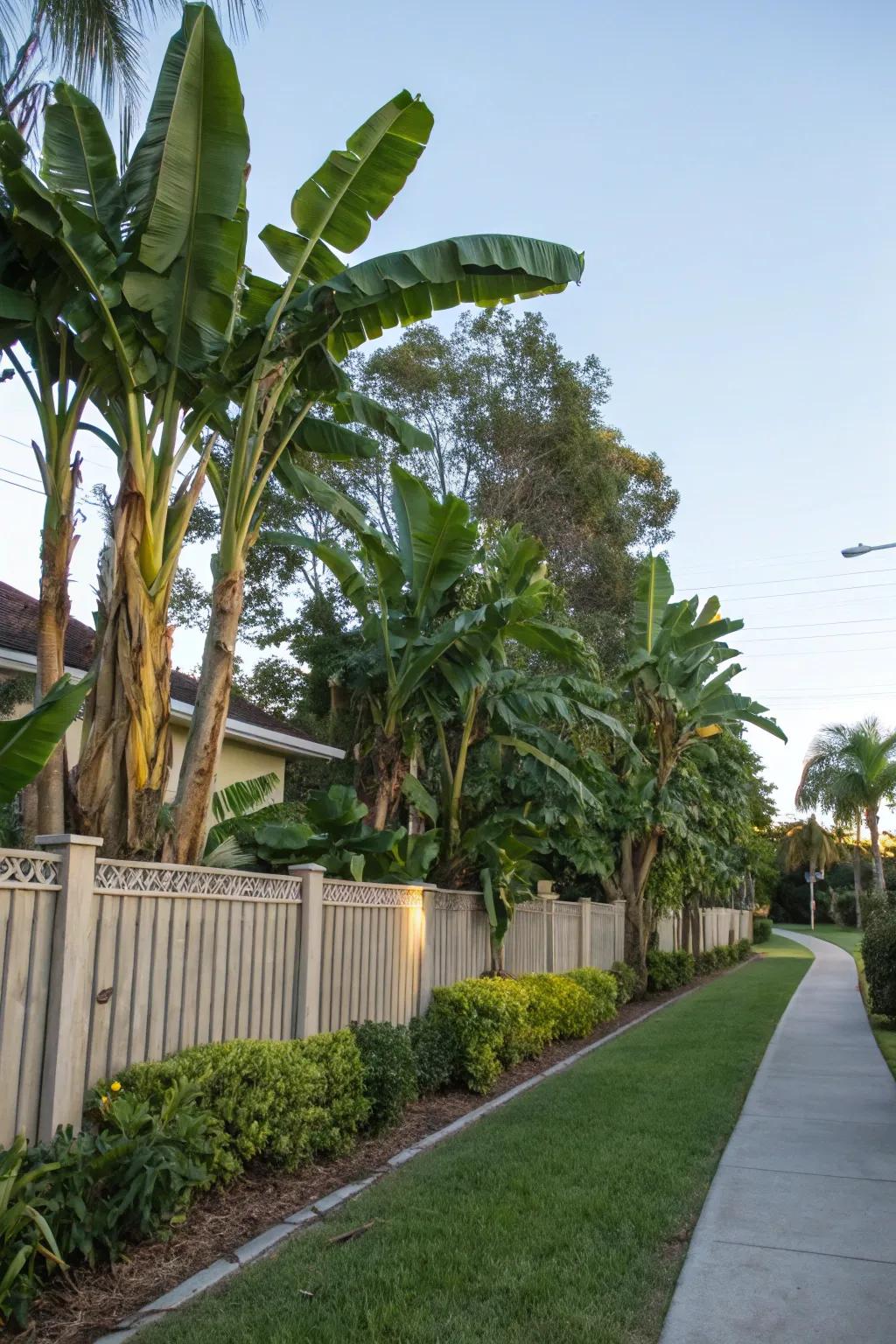 'Nana plants' serve as stunning organic privacy screens.
