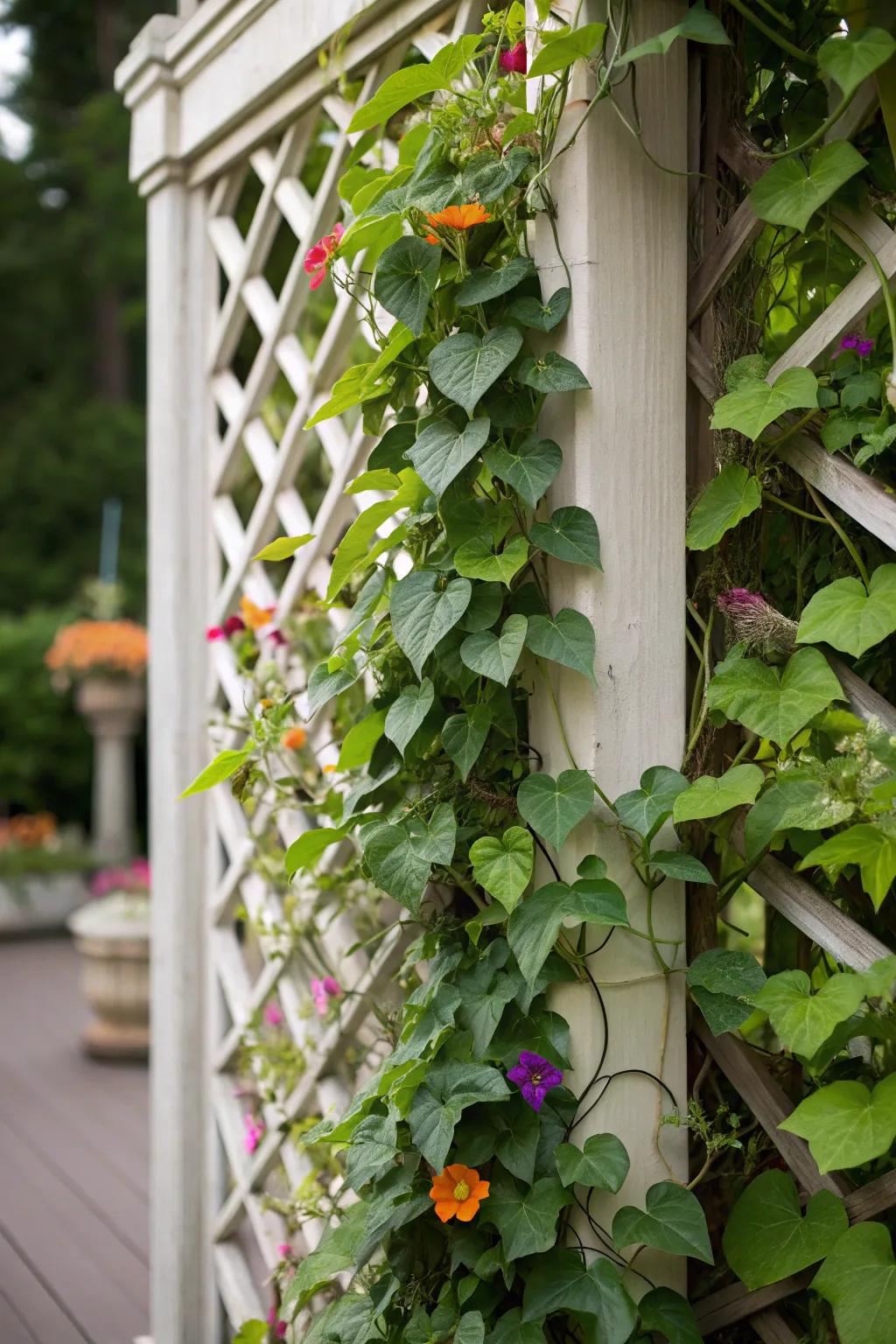 A lush vertical garden showcasing climbing plants on a decorative trellis.