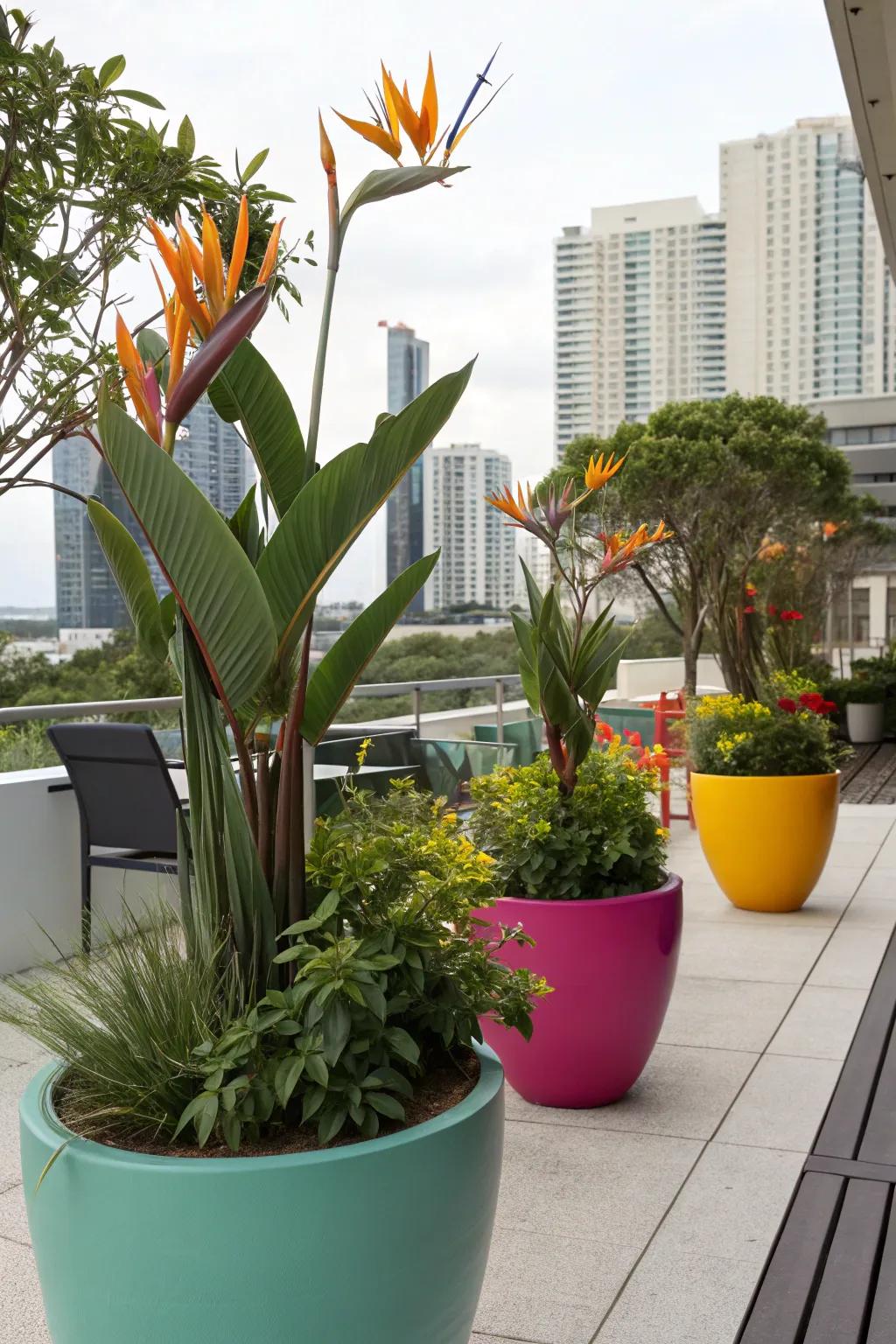 Containers infuse the tropical charm of Bird of Paradise into any environment.