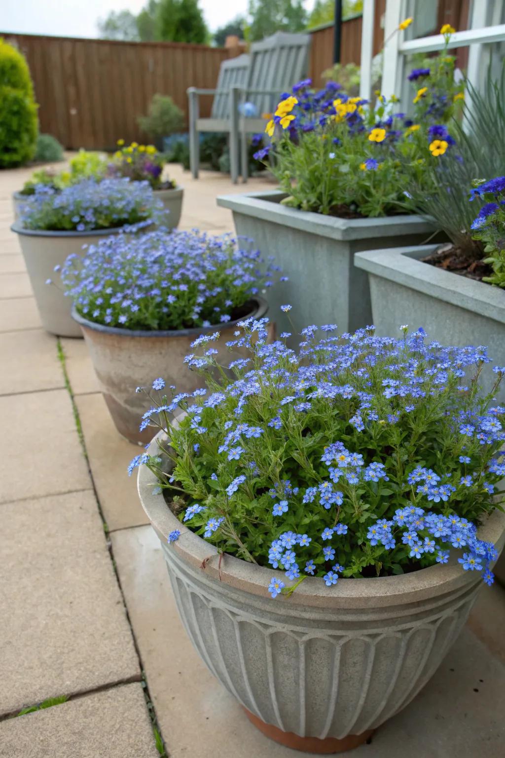 Pot gardens infuse dimension through forget-me-nots.