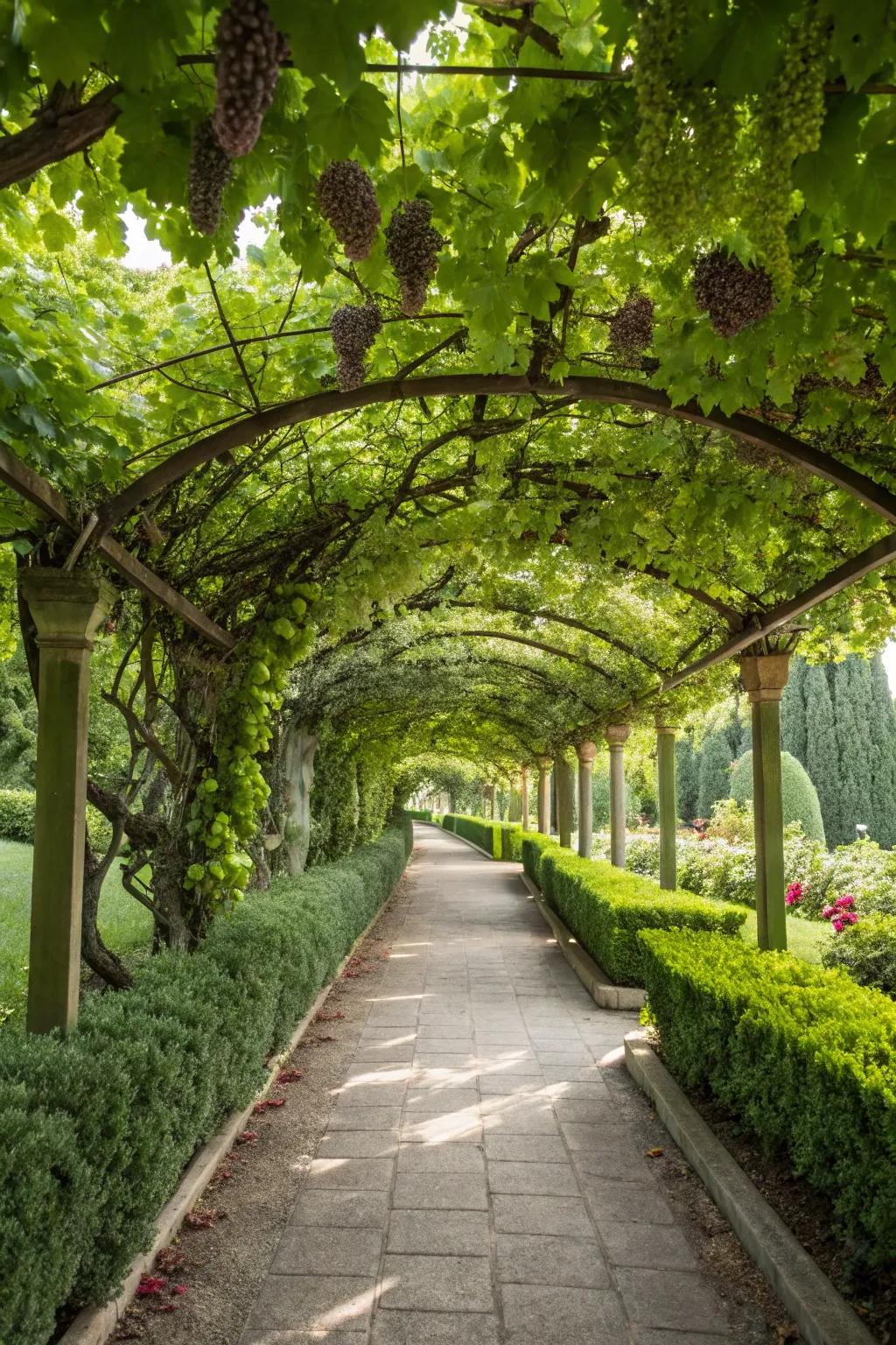 A pathway bordered by vineyard gateways forms a scenic garden corridor.