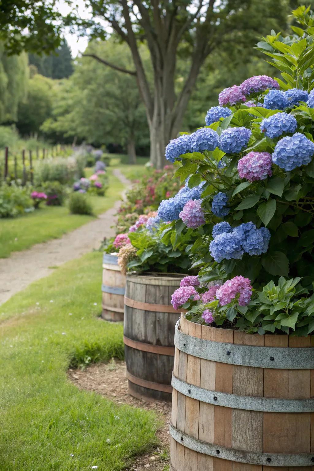 Charming timber casks serving as delightful containers for hydrangeas in a garden setting.