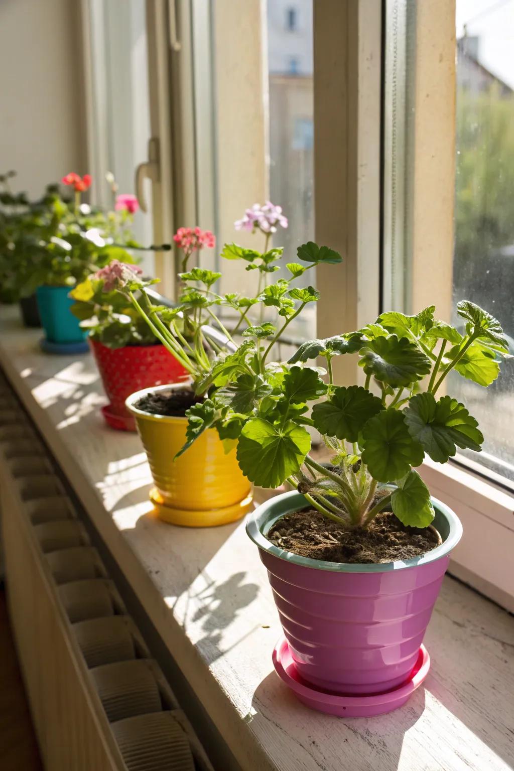 Turn your window sills into beautiful plant showcases.