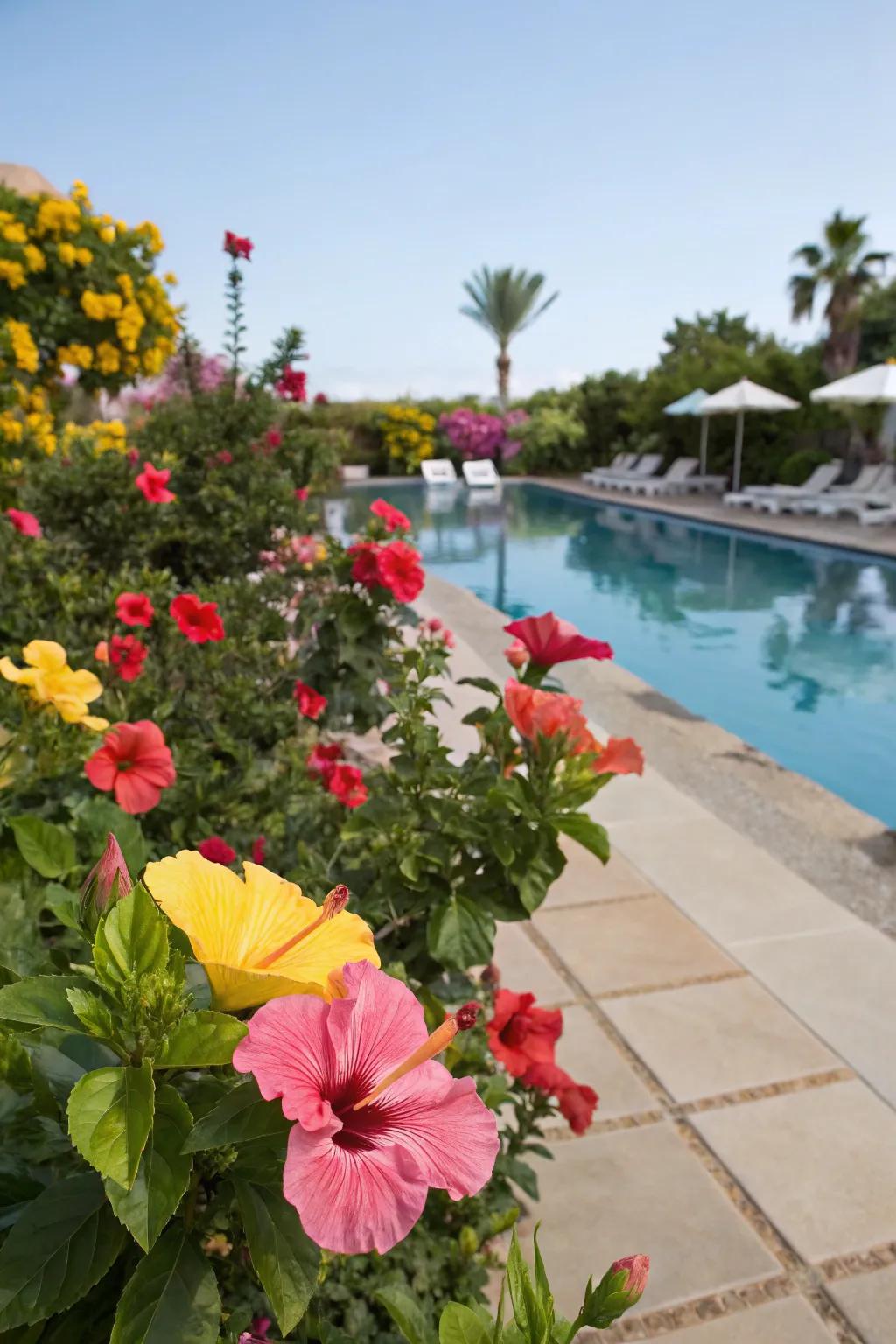 Hibiscus blooms infuse vibrant color and vitality into your poolside.
