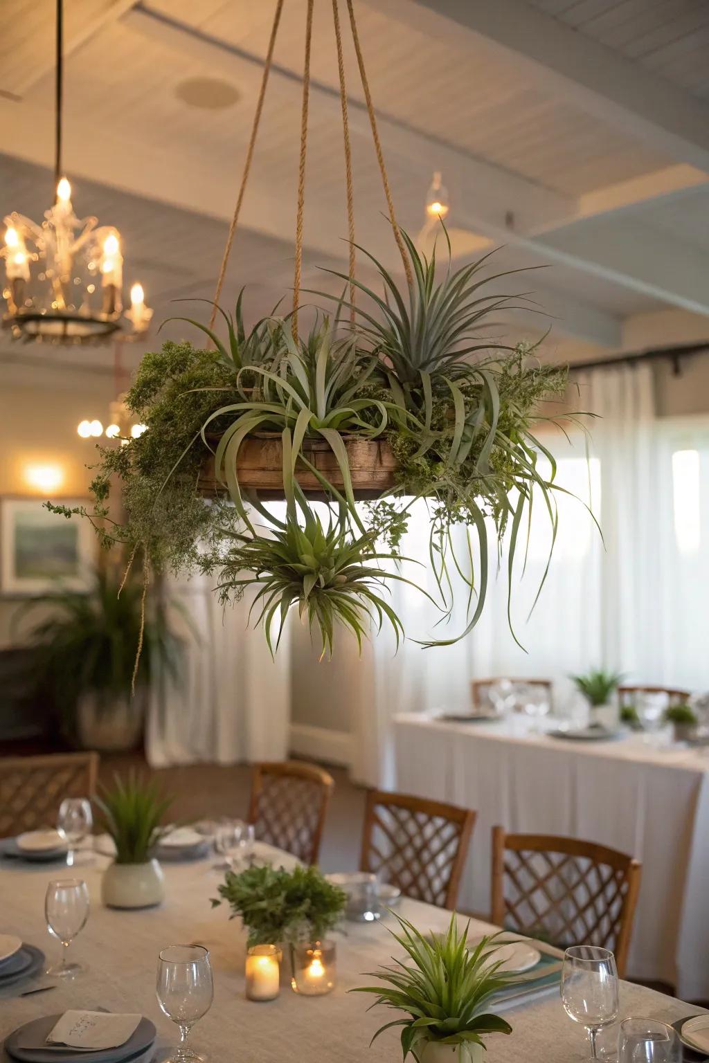 A mesmerizing air plant chandelier poised above a dining table.