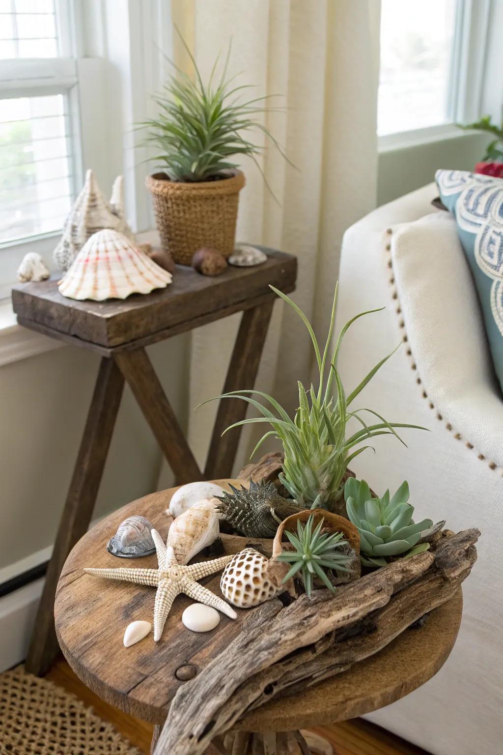 Air plants cradled in driftwood.