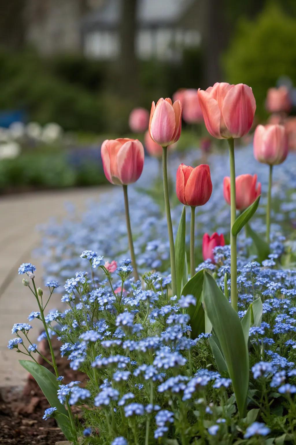 Forget-me-nots and tulips create a striking height juxtaposition.