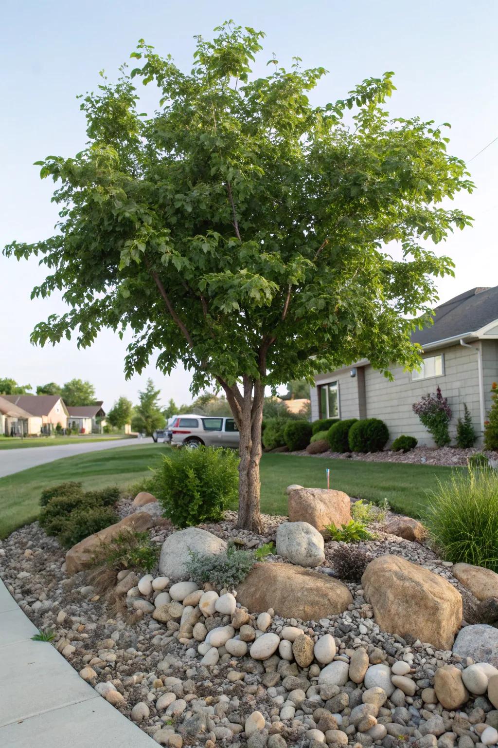 Rocks and pebbles create a unique, artistic base for trees.