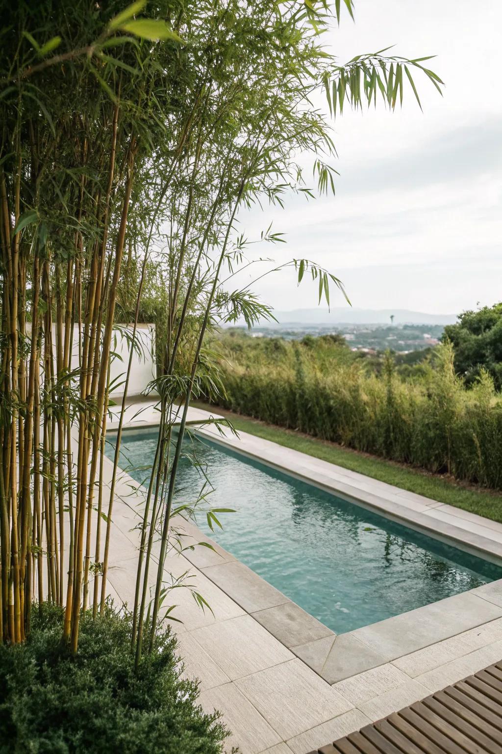 Bamboo provides both allure and seclusion for poolside retreats.