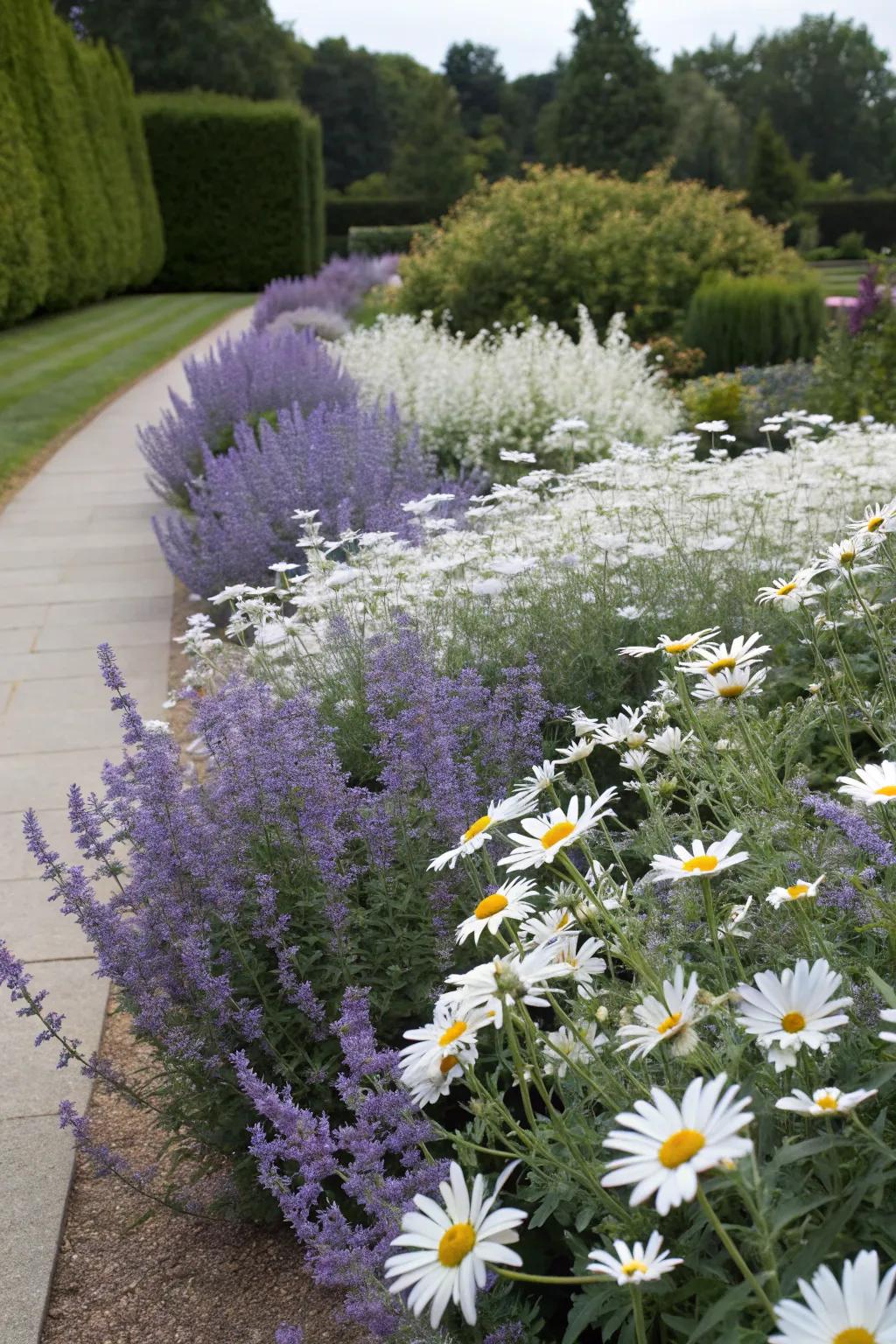 A timeless garden scene showcasing azure blooms with classic snowdrop daisies.