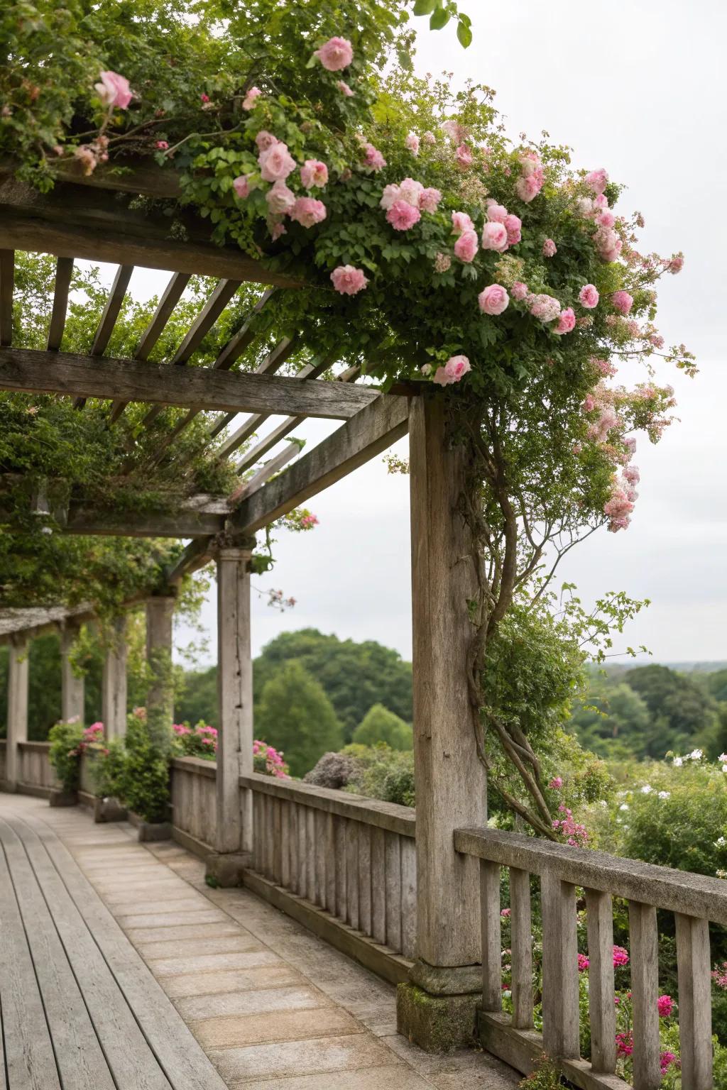 A pergola bestows both shadow and refinement.
