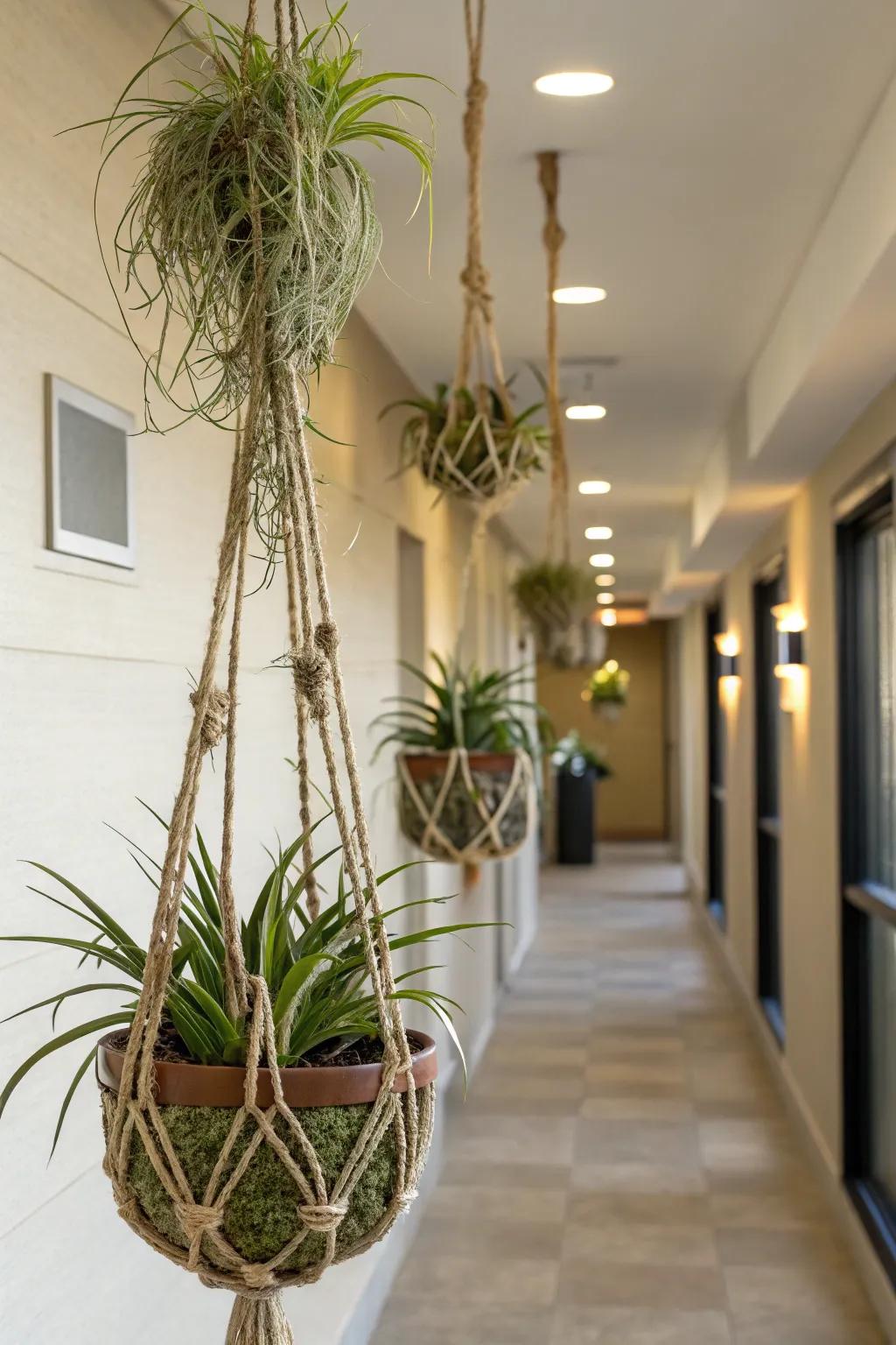 Air plants hanging in rope displays.