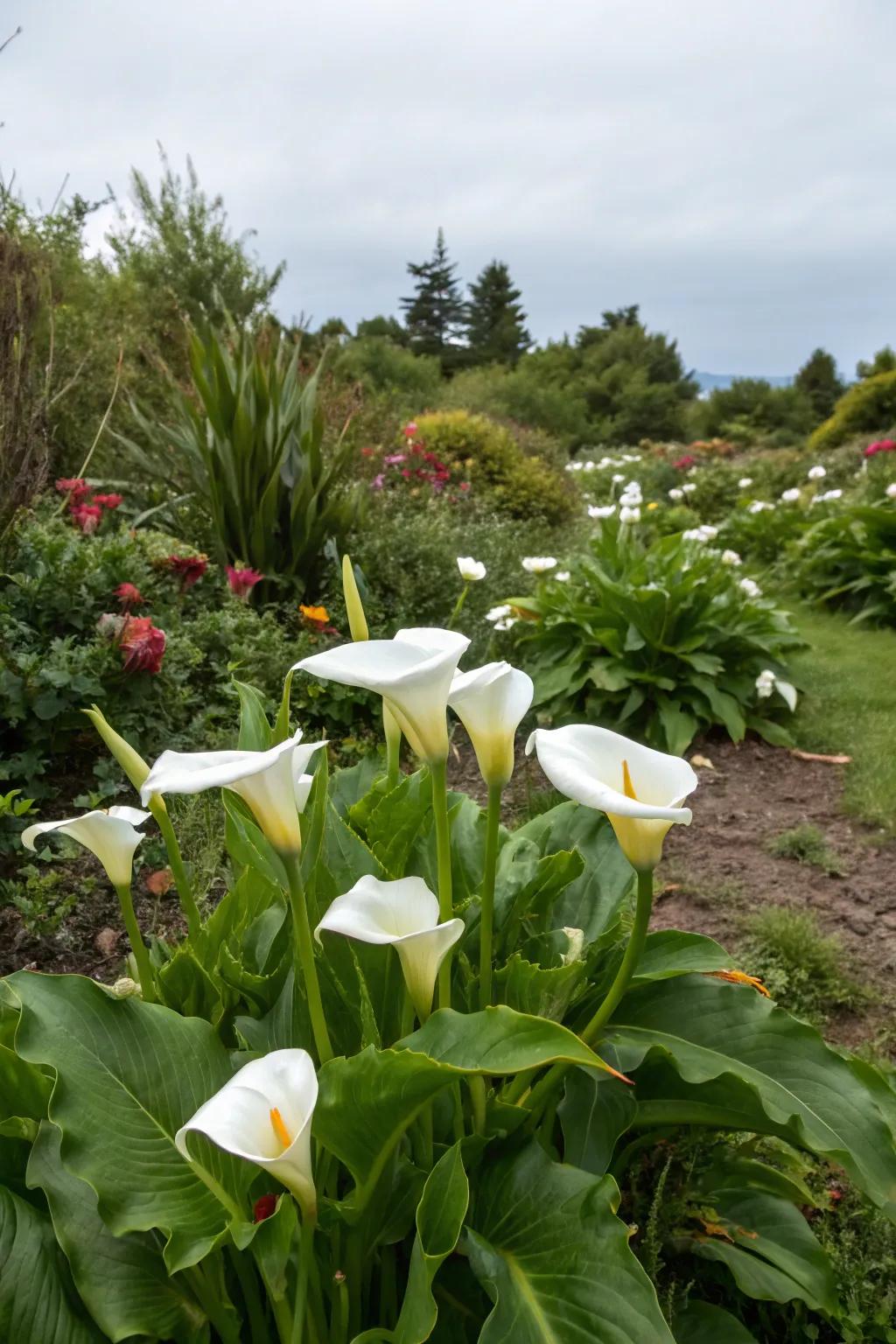 Calla lilies filling in late-summer garden voids with radiant color.