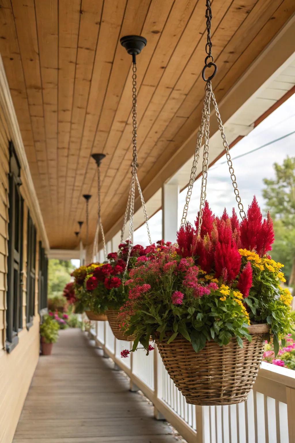Cock's comb adds a vertical splash of color to suspended baskets.
