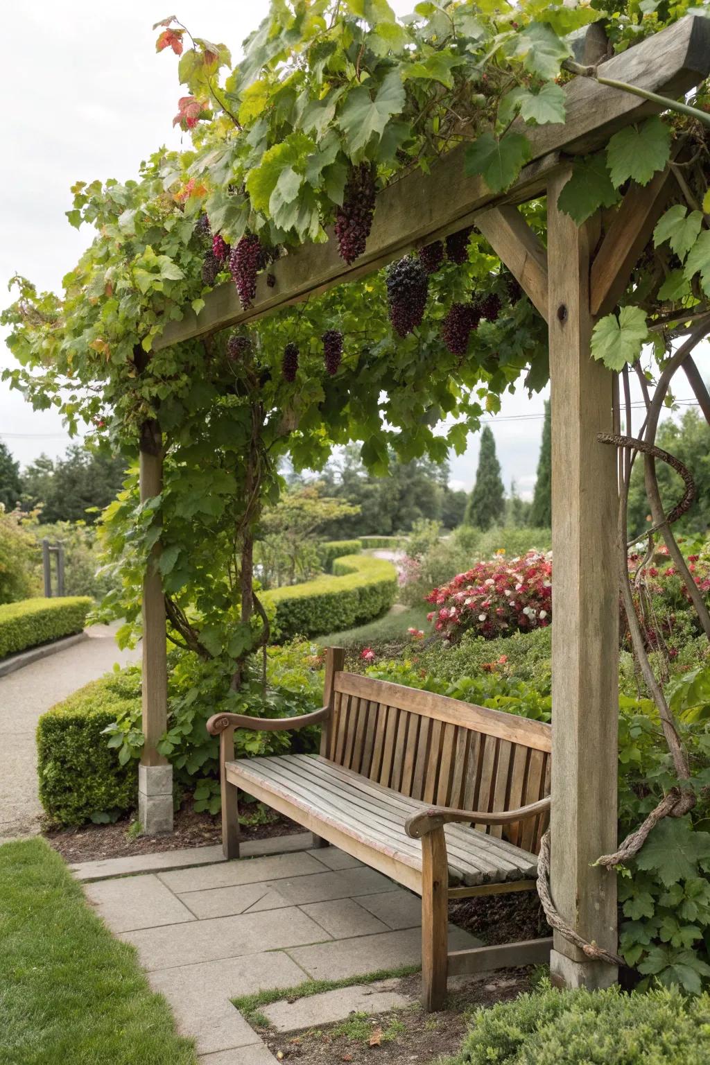 Unwind and rest with integrated seating under a grape-covered shelter.