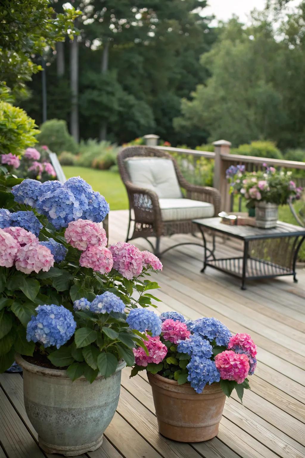 Hydrangeas in pots enhancing the tranquility of a timber deck complete with seating.