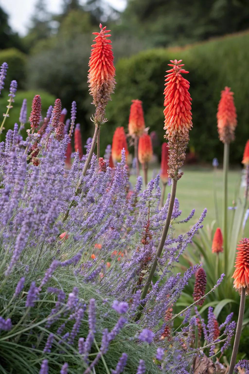 A striking garden combination featuring azure blooms with vibrant torch lilies.