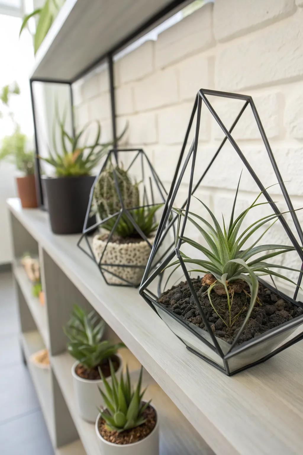 Contemporary geometric designs showcasing air plants.