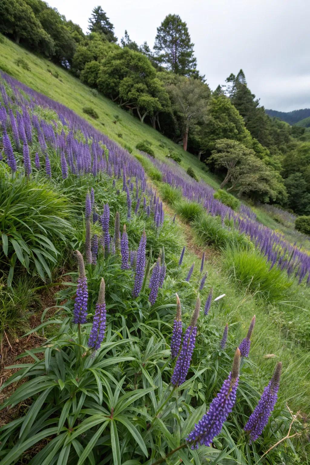 Majestic Blue Turf makes striking statements on difficult slopes.