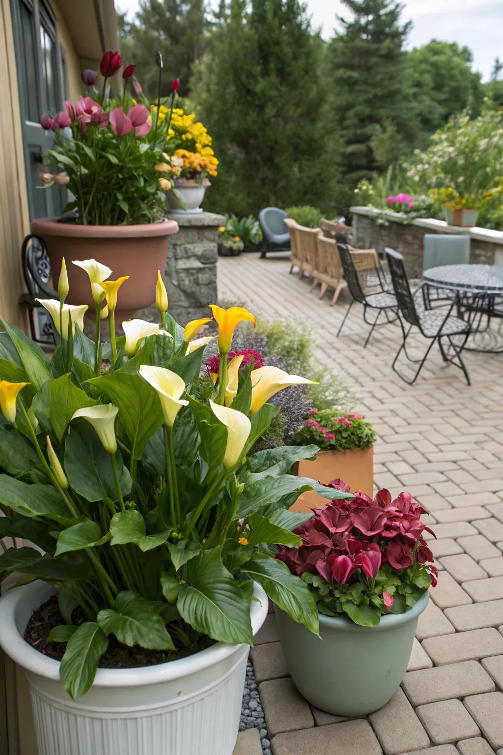 Calla lilies enlivening container gardens on a patio with their vibrant essence.