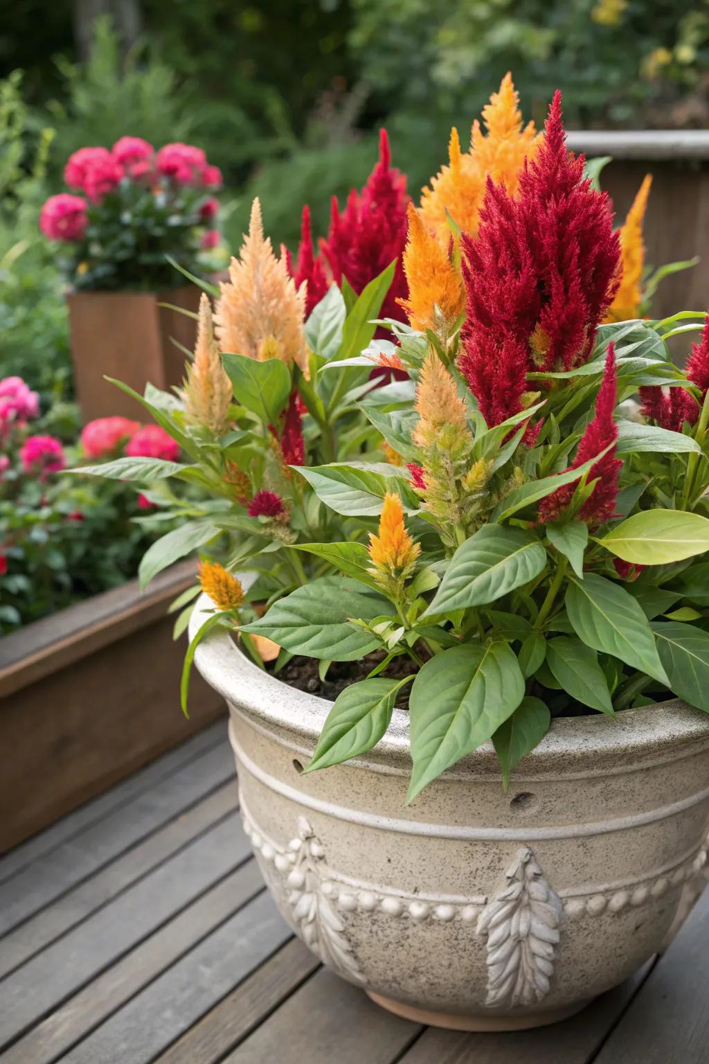 To create a stunning contrast, mix cock's comb with green foliage.