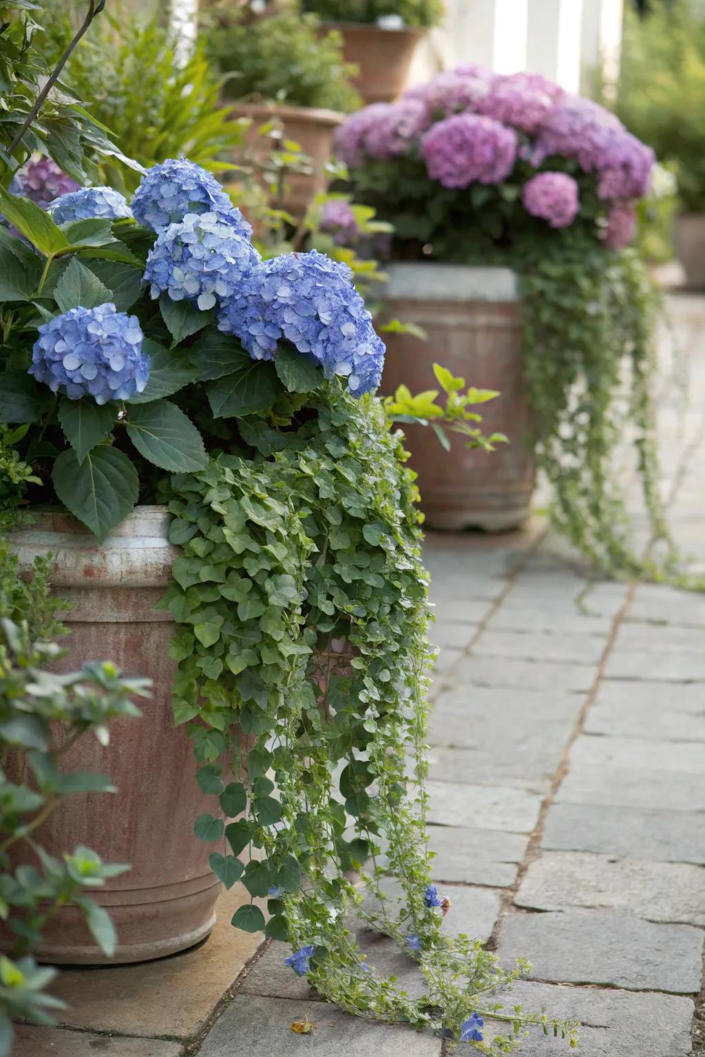 Hydrangeas matched with cascading greenery for a lavish mixed container arrangement.