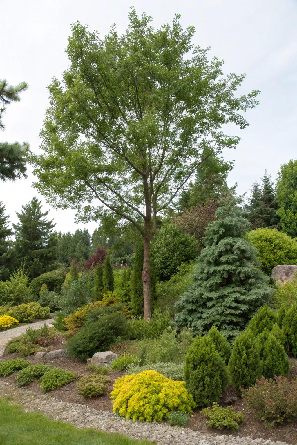 Trees are surrounded by evergreens and bushes that offer beauty all year long.