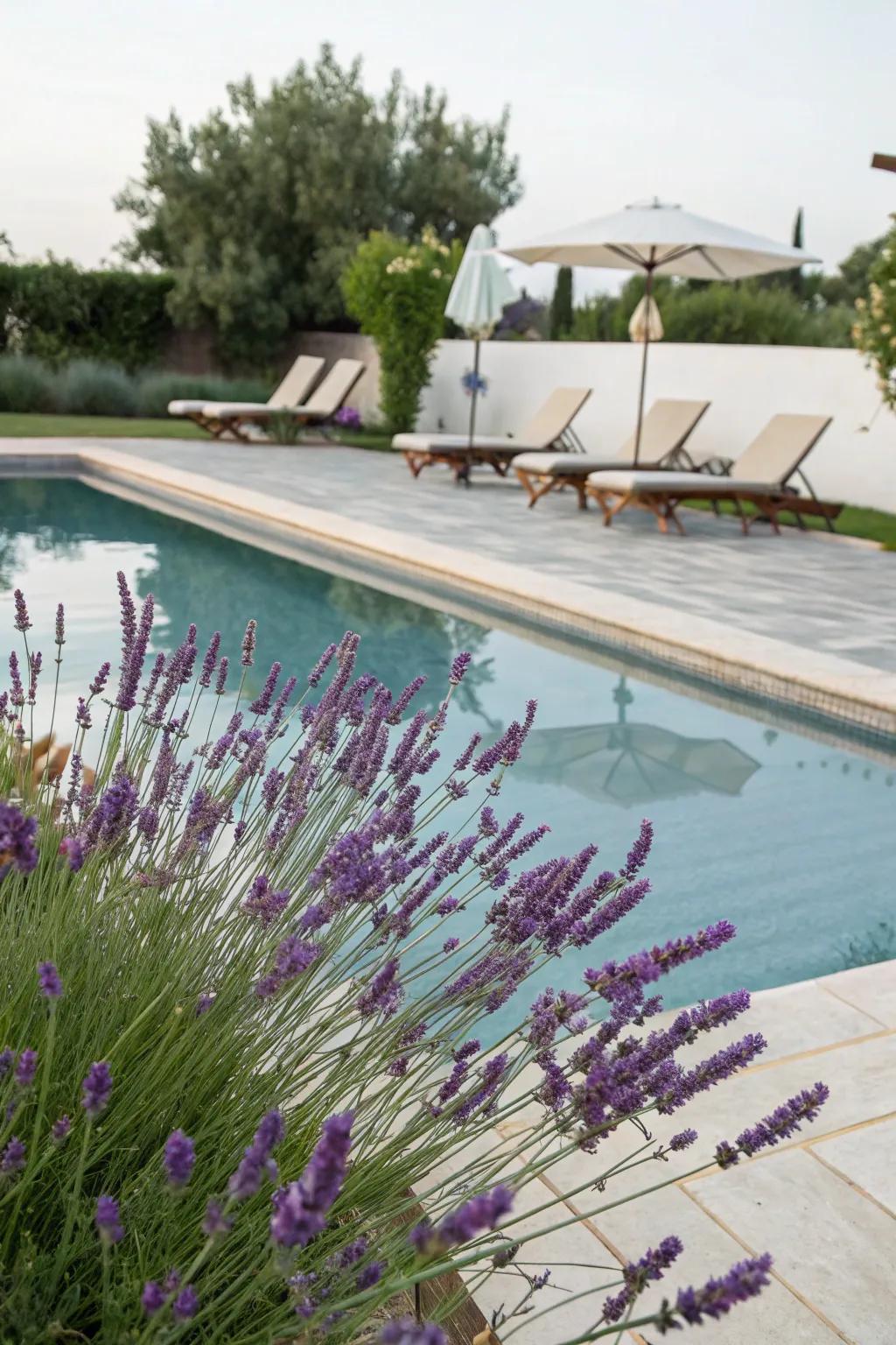 Lavender's fragrance and beauty enrich the poolside experience.