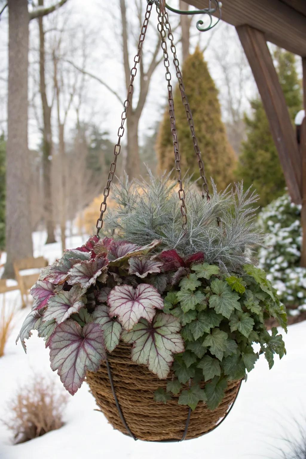 Heucheras present rich, colorful leaves for winter presentations.