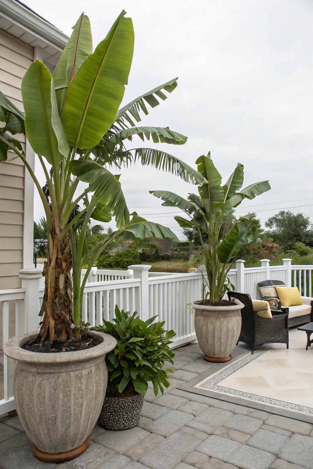 Enjoy adaptability with 'nana plants' grown in decorative containers.