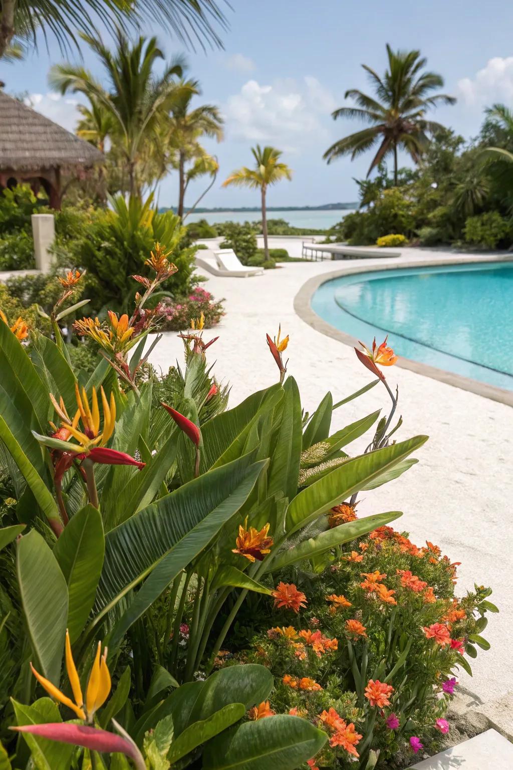 Transform your waterside into a tropical oasis with Bird of Paradise.