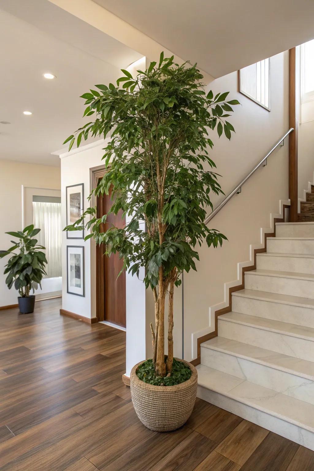 Plants can invigorate an entryway, filling the space with nature's beauty.