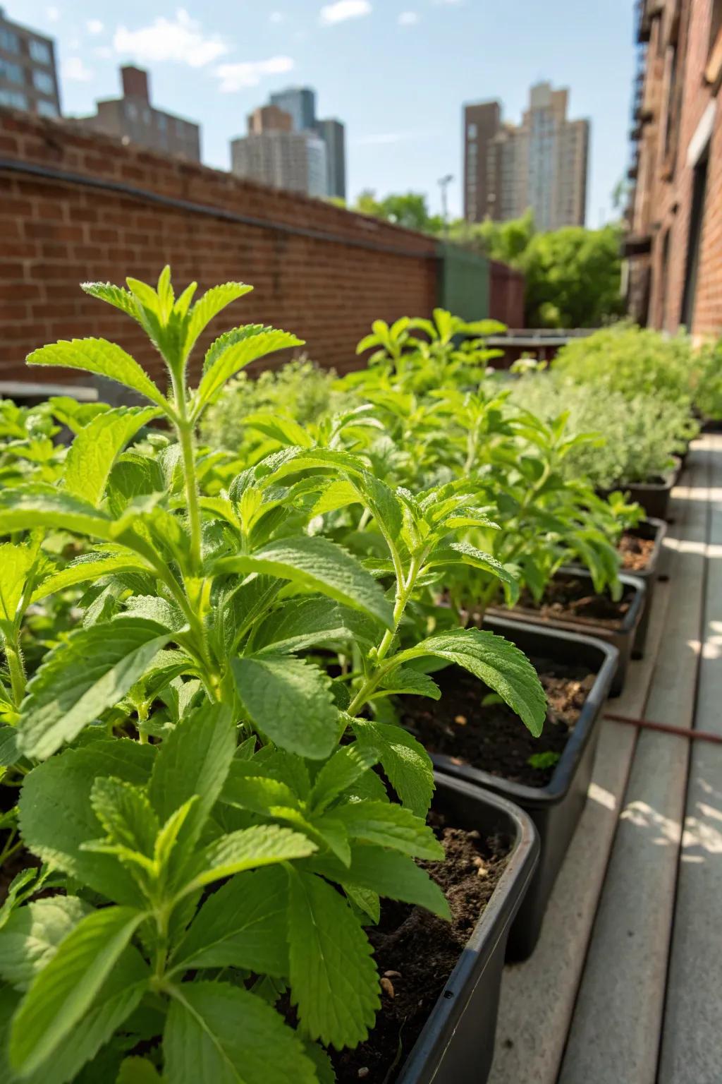 Honey leaf leaves, providing a natural sweet accent to your herbal tea.