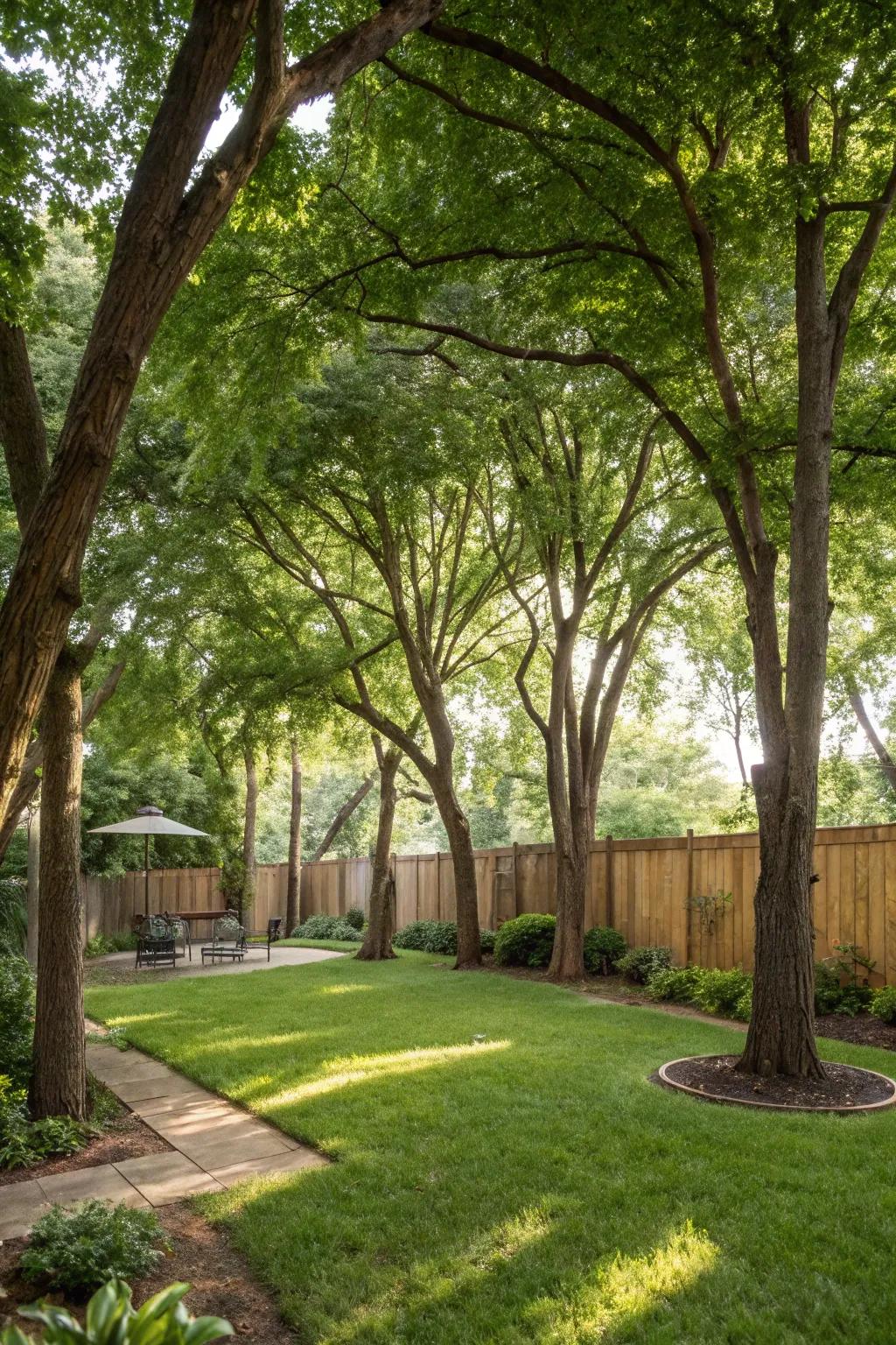 Swift-growing trees create a natural barrier for your yard.