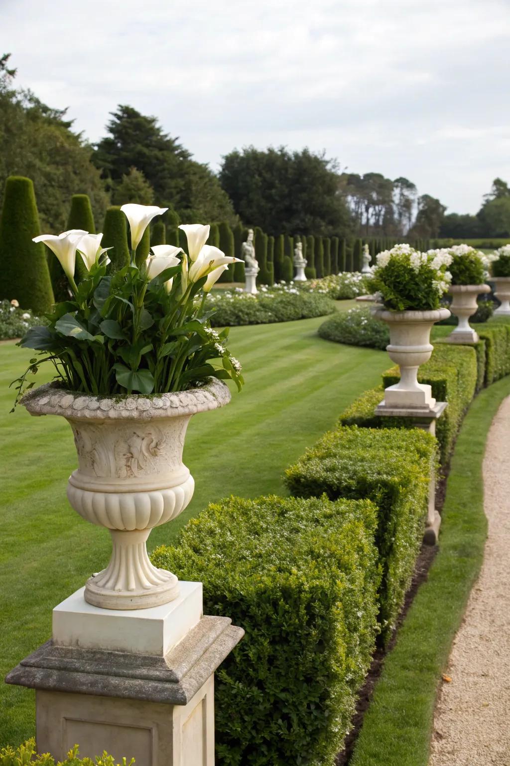 Calla lilies imbuing a formal garden with elegance.