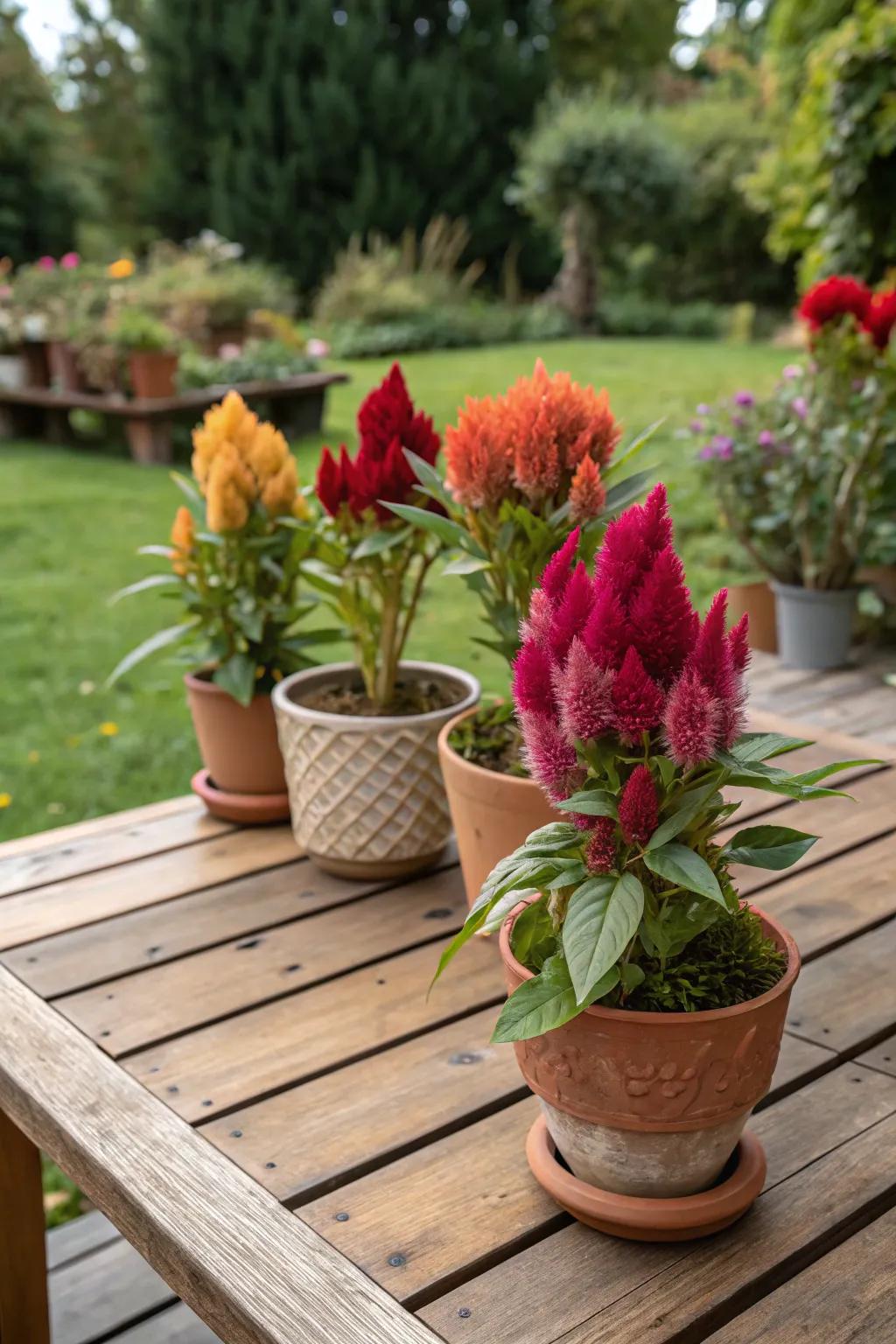 Cock's comb creates a miniature botanical celebration on a tabletop.