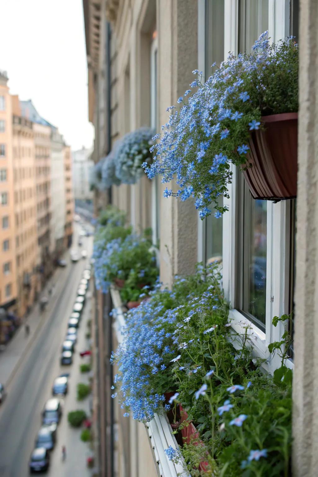 Casement boxes filled with forget-me-nots deliver a burst of nature in urban locales.