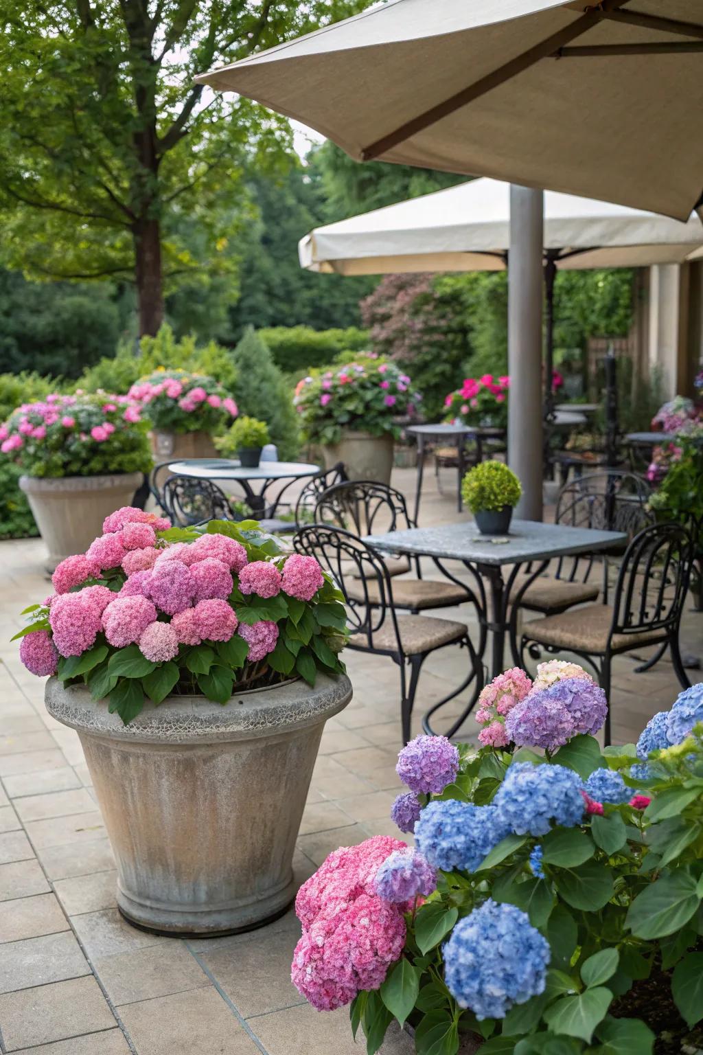 An inviting exterior seating space enclosed by container hydrangeas.
