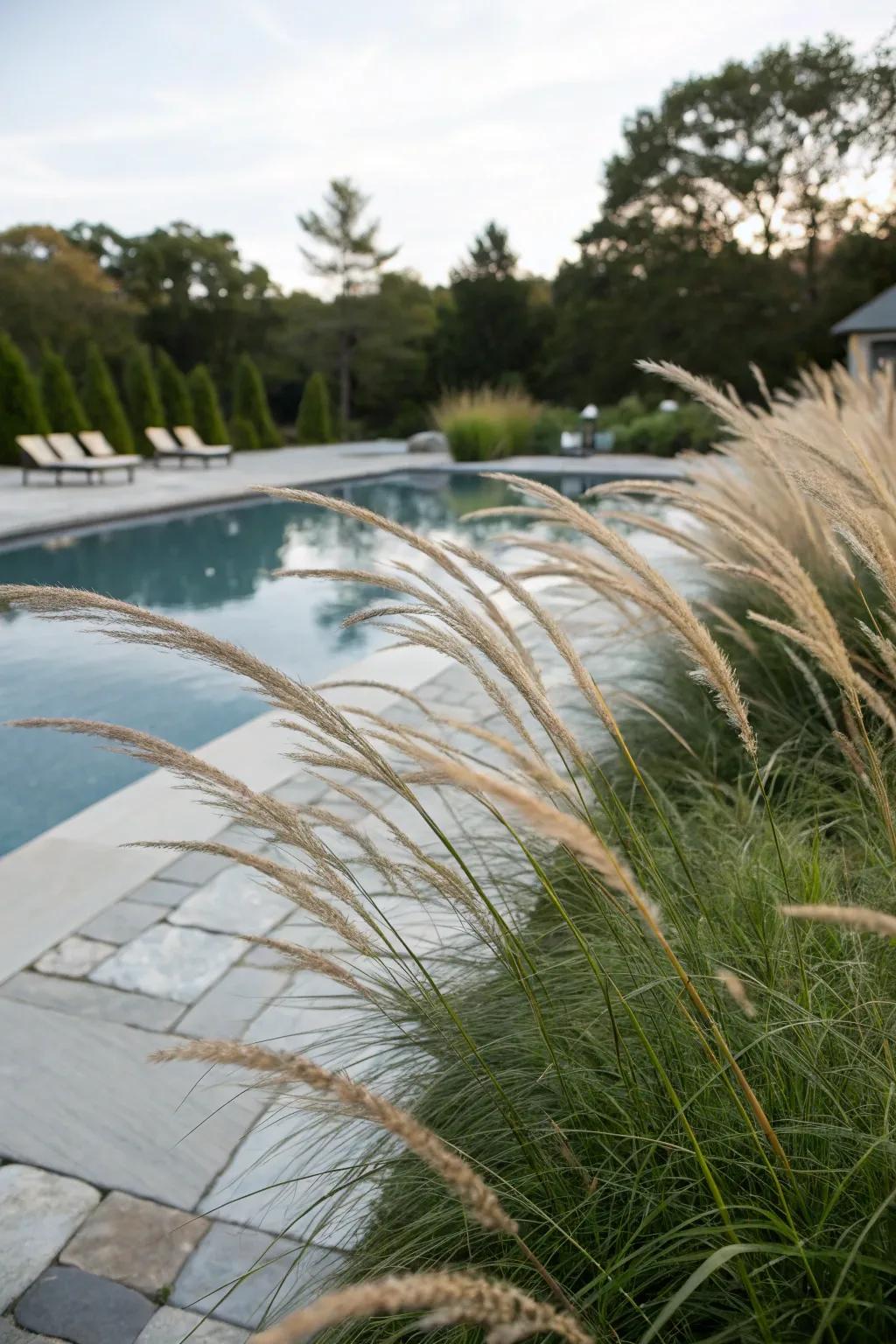 Ornamental grasses contribute a sophisticated, natural element to poolside settings.