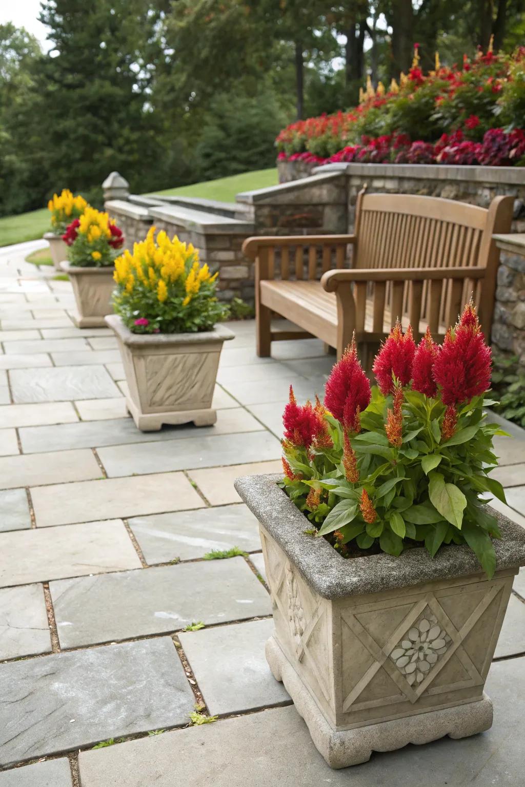 Natural stone planters give cock's comb arrangements a touch of class.