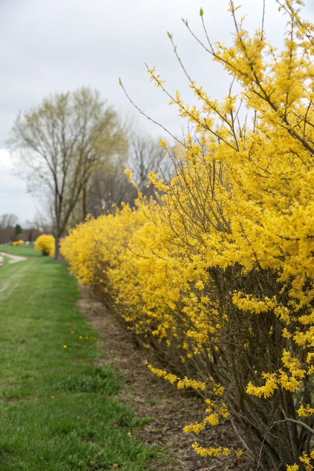 Golden Bells hedges introduce early spring cheer with radiant hues.