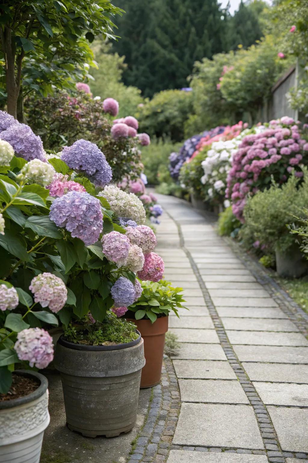 Garden path wonderfully edged with hydrangeas in containers.