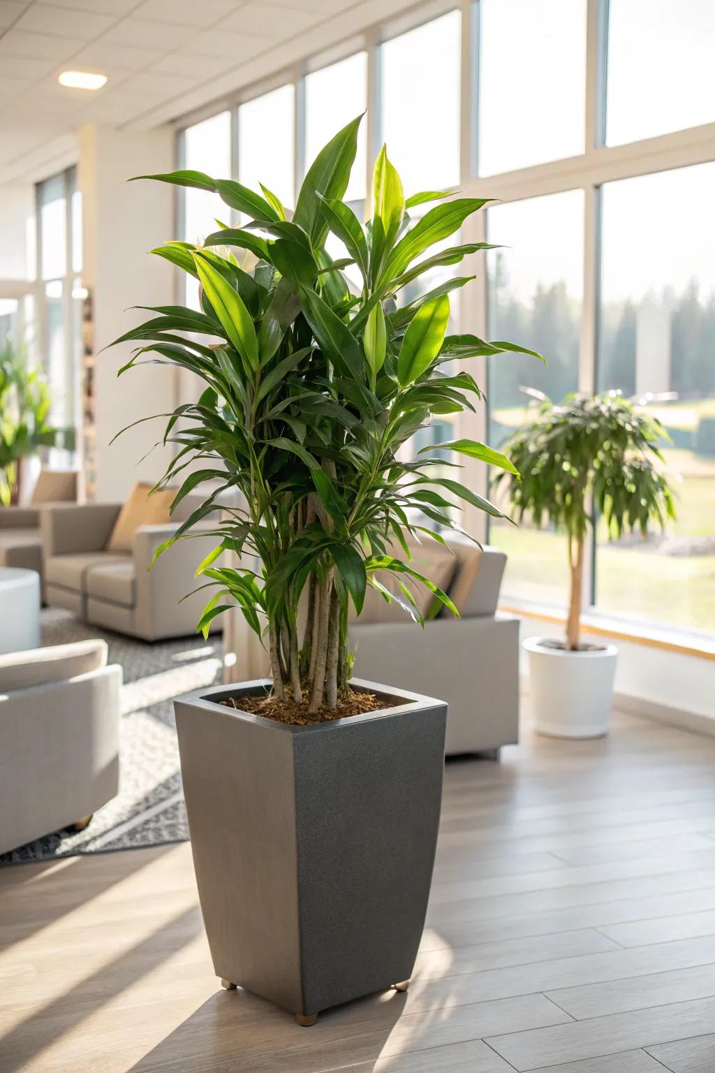 Breathe life into an area with a vibrant indoor plant.