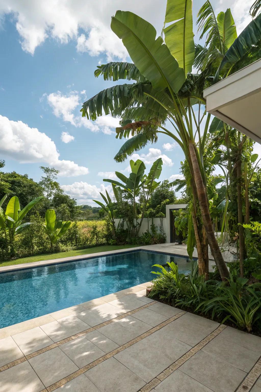 Banana plants craft a tropical oasis with their expansive, verdant leaves.