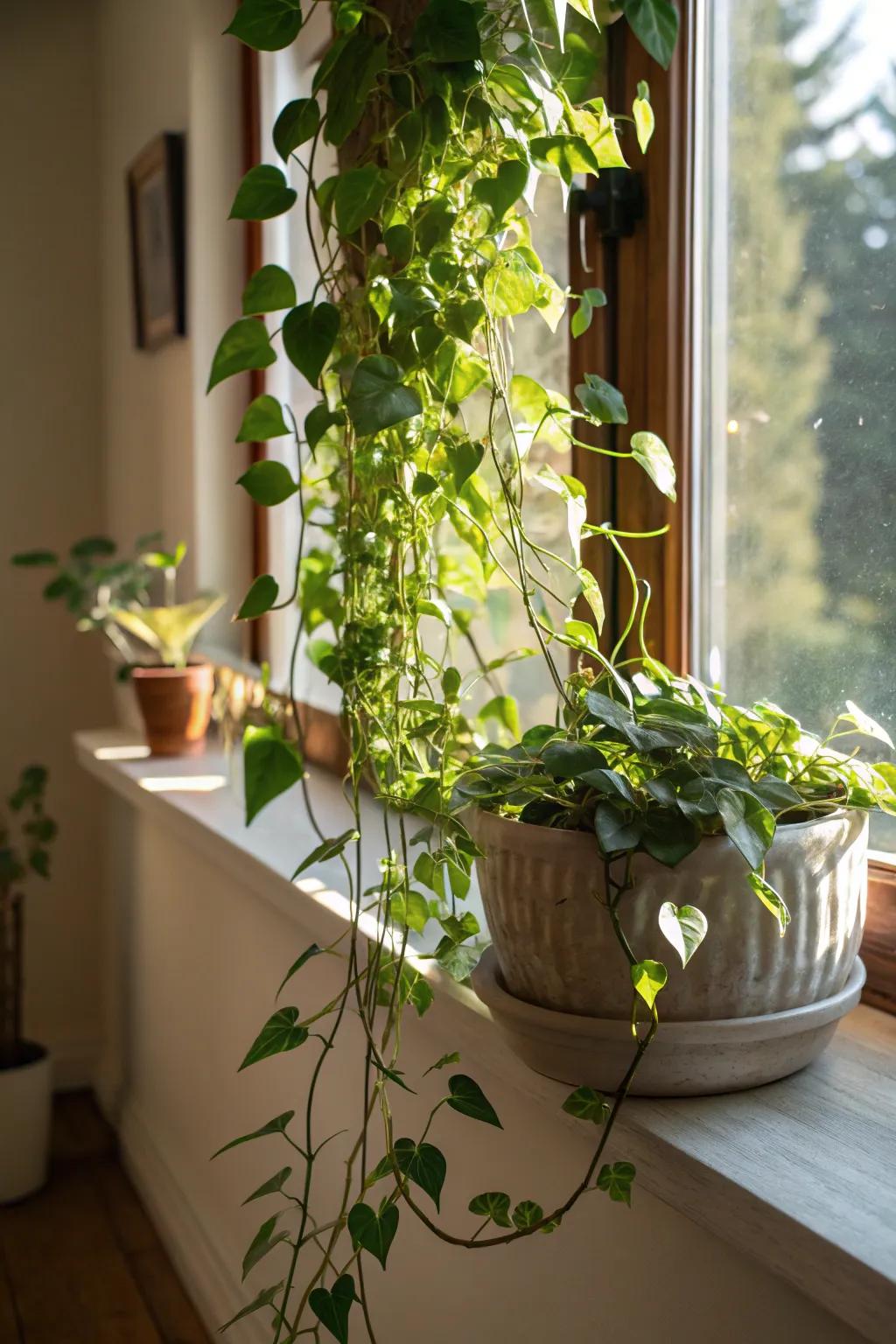 Showcase your creepers through imaginative planters.