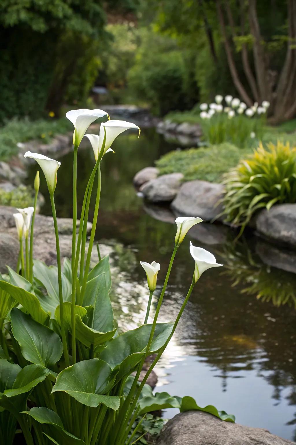 Calla lilies flourishing beside a serene garden water feature.