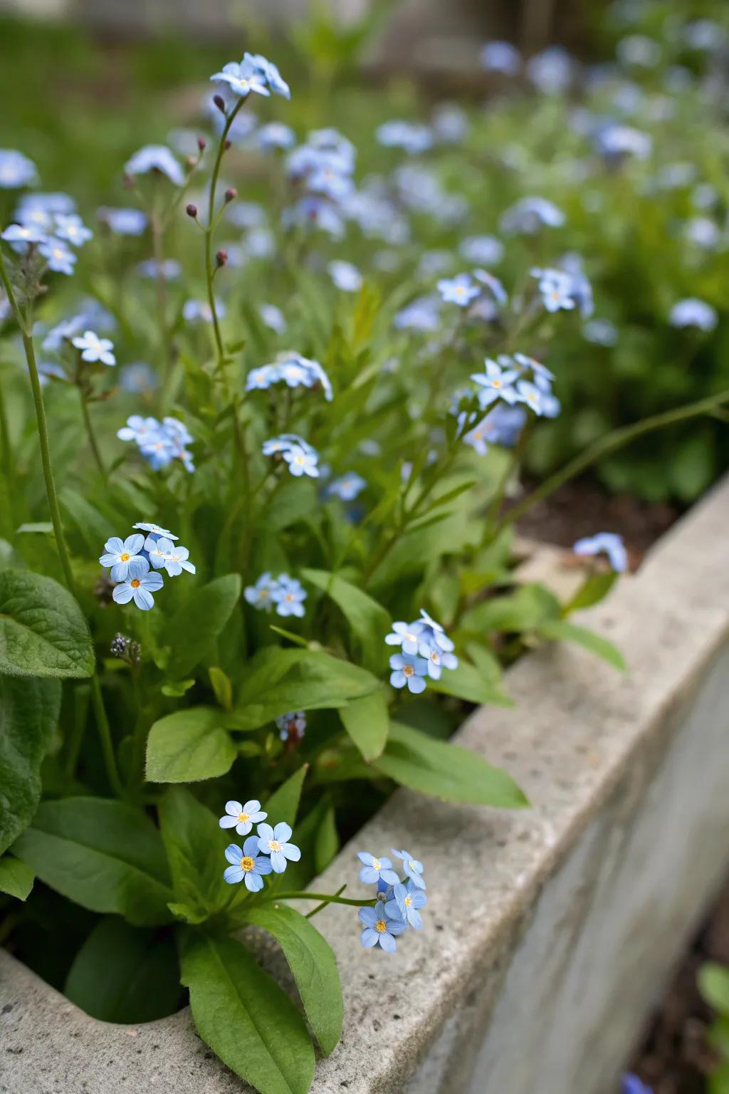 Eye-level planting underscores the elaborate beauty of forget-me-nots.